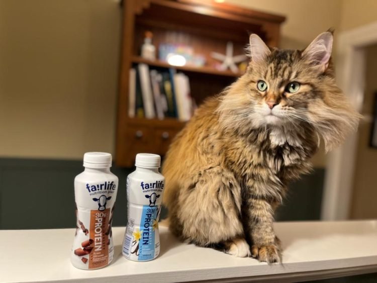 Expert-Tested: Fairlife Protein Shake Review (2024) Expert-Tested: Fairlife Protein Shake Review (2024)