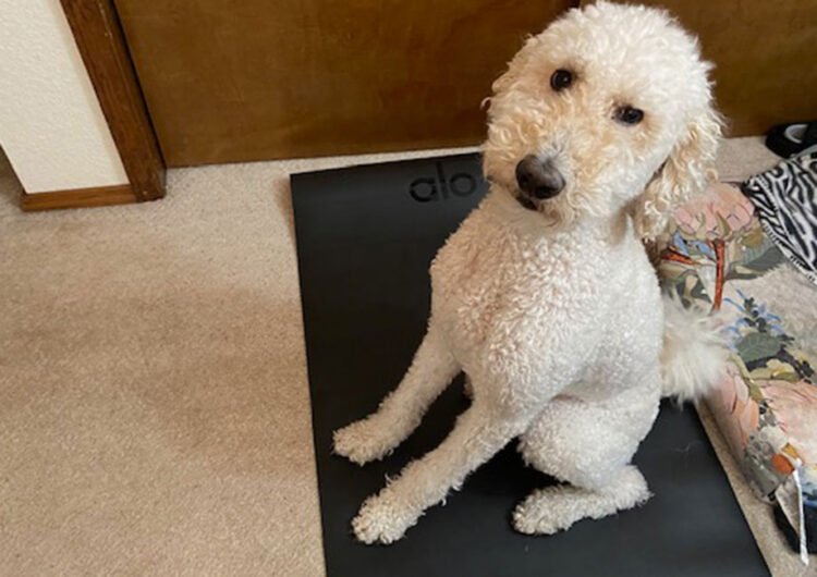 Alo Yoga Discount Code (2025) Alo Yoga Discount Code (2025)
