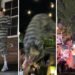 MGK Injures Back After Brutal 'Stage Dive' Fail MGK Injures Back After Brutal ‘Stage Dive’ Fail